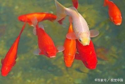 觀賞魚考試試題（2019年觀賞魚考試試題填空題） 名貴錦鯉魚 第1張