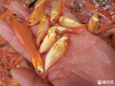 紅鯉魚苗批發(fā)價(jià)格（紅鯉魚苗的批發(fā)價(jià)格） 飛鳳魚苗 第1張