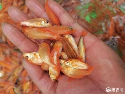 紅鯉魚苗批發(fā)價(jià)格（紅鯉魚苗的批發(fā)價(jià)格） 飛鳳魚苗 第2張