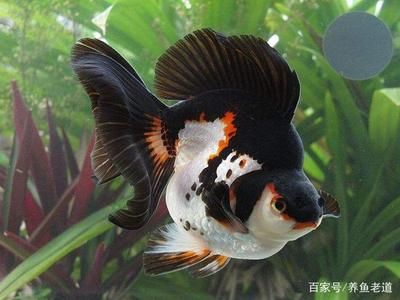 觀賞魚失漂是什么引起（關(guān)于觀賞魚失漂的常見病因） 除藻劑 第4張