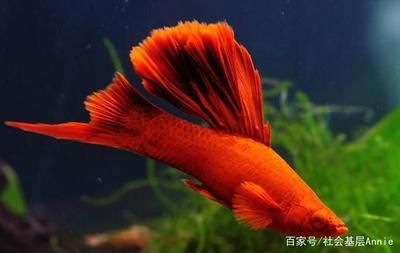 紅線蟲喂觀賞魚視頻播放（熱帶觀賞魚飼養(yǎng)指南） 野彩魚 第2張