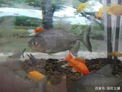 觀賞魚白色的鯊魚是什么鯊（白化鯊魚的生態(tài)研究） 海象魚 第1張