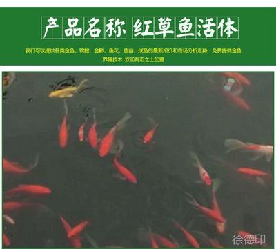 成群的觀賞魚什么好養(yǎng)活（觀賞魚養(yǎng)殖的心得） 福滿鉆魚 第1張