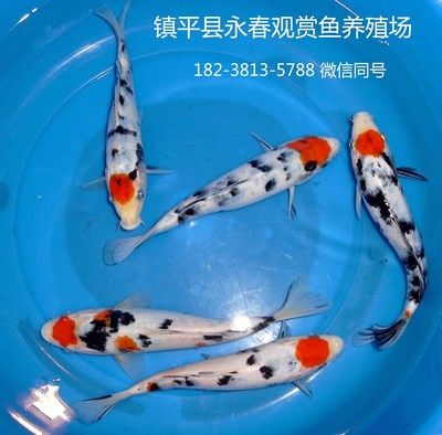 成群的觀賞魚什么好養(yǎng)活（觀賞魚養(yǎng)殖的心得）