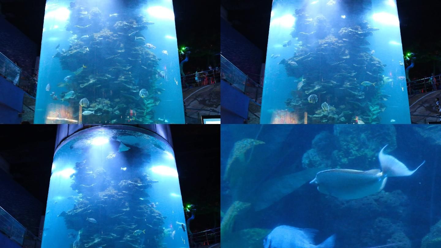 觀賞魚水族館照片真實(shí)嗎（水族館攝影技巧） 金老虎魚 第3張