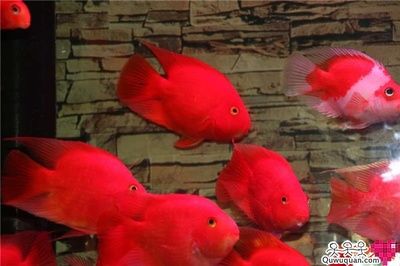 紅元寶鸚鵡魚怎么養(yǎng)（紅元寶鸚鵡魚的起源與分類鸚鵡魚的起源與分類鸚鵡魚的起源）