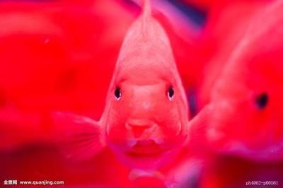 紅元寶鸚鵡魚怎么養(yǎng)（紅元寶鸚鵡魚的起源與分類鸚鵡魚的起源與分類鸚鵡魚的起源）