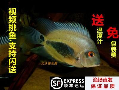 黑云魚(yú)為什么叫大吉大利（黑云魚(yú)的養(yǎng)殖技巧）