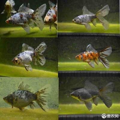 好看的小型冷水魚觀賞魚（中小型冷水觀賞魚的養(yǎng)護(hù)技巧） 銀龍魚苗 第4張