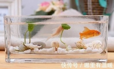 觀賞魚能不能吃雞蛋殼（寵物魚飲食指南寵物魚飲食指南寵物魚的飲食指南）