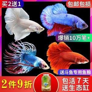 高端觀賞魚淡水魚（觀賞魚的養(yǎng)殖技術對于想要養(yǎng)殖觀賞魚的人來說至關重要）