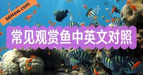 觀賞魚的店鋪名字怎么取好（如何給店鋪起名字？）