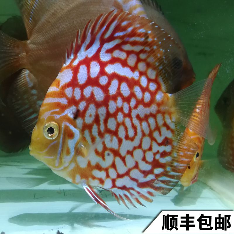 觀賞魚品種（觀賞魚的種類及種類介紹）