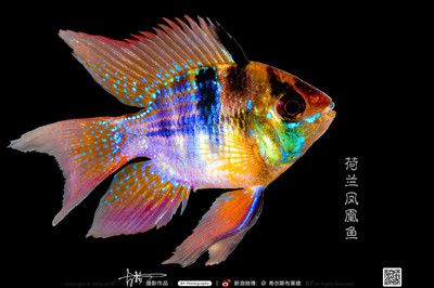 鳳凰魚（七彩鳳凰魚是一種色彩斑斕、美麗動(dòng)人的觀賞魚的飼養(yǎng)技巧） 虎斑恐龍魚 第3張