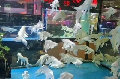 北方最大的水族批發(fā)市場在哪里呀多少錢（北方最大水族批發(fā)市場位于天津中環(huán)花鳥魚蟲市場） 委內(nèi)瑞拉奧里諾三間魚 第3張