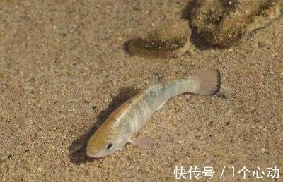 淡水老虎魚（淡水老虎魚是一種生活在淡水中的生活在淡水中的魚類）