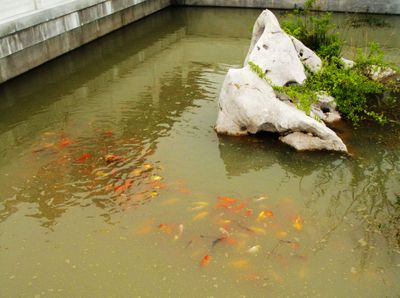 戶外錦鯉池水渾濁怎么辦（戶外錦鯉池水渾濁的原因是什么） 大白鯊魚苗 第2張