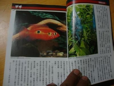 觀賞魚 圖鑒（《觀賞魚全世界500多種觀賞魚的彩色圖鑒》） 銀古魚苗 第3張