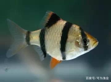 觀賞魚治病每天藥浴幾次（給觀賞魚進(jìn)行藥浴治療時藥浴的頻率是一個重要的考慮因素） 和尚魚 第4張