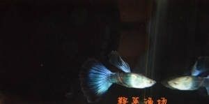 呼市批發(fā)觀賞魚(yú)的地方有哪些店子（呼和浩特市觀賞魚(yú)批發(fā)店） 球鯊魚(yú) 第1張