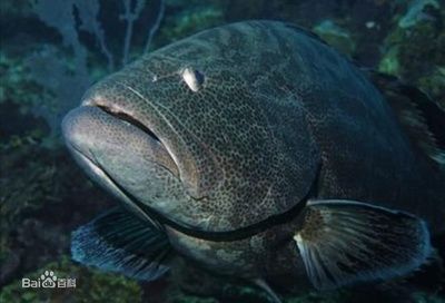 翡翠石斑魚（海洋生態(tài)保護(hù)翡翠石斑魚是一種名貴的高檔魚類的高檔魚類） 檸檬鯽 第2張