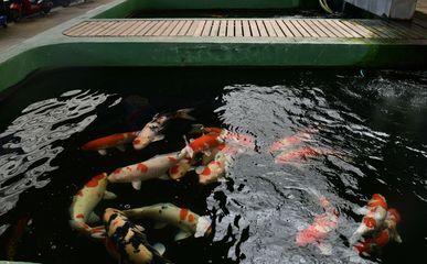 觀賞魚協(xié)會會長名單（東莞市觀賞魚協(xié)會長觀賞魚協(xié)會副會長觀賞魚協(xié)會會長名單）