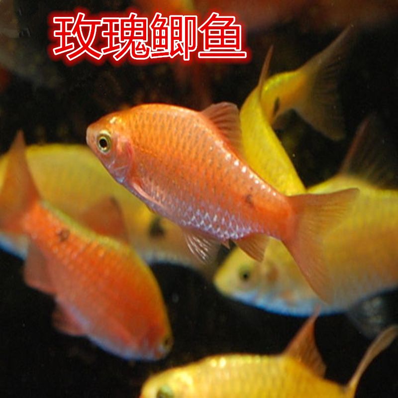 都有哪些觀賞魚品種（常見觀賞魚品種） 紅眼黃化幽靈火箭魚|皇家火箭魚 第4張