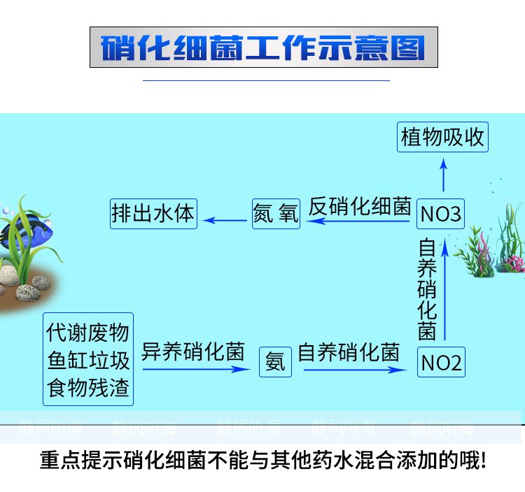 TM硝化細菌（硝化細菌是一類好氧性細菌） 銀河星鉆魚 第4張