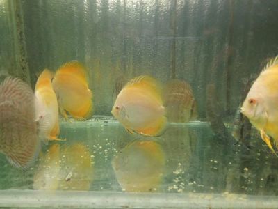 廣東觀賞魚漁場排名前十名（2018年廣東觀賞魚漁場排名前十名） 充氧泵 第1張