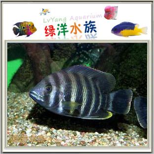 觀賞魚專賣店怎么樣?。ㄈ绾芜x擇觀賞魚專賣店） 觀賞魚飼料 第1張