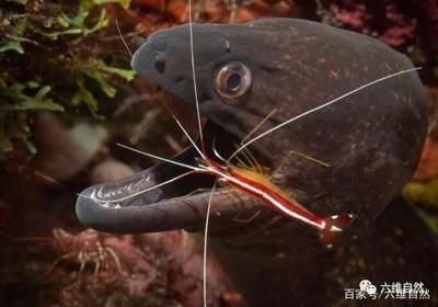 觀賞魚大魚會吃小魚嗎視頻（大魚吃小魚吃小魚游戲背后的故事大魚吃小魚游戲背后的故事） 海水魚 第1張