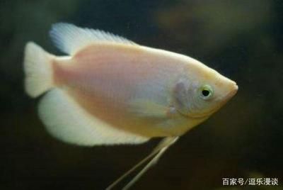 觀賞魚球鯊魚能長(zhǎng)多大（觀賞魚球鯊的生長(zhǎng)潛力） yee 第1張