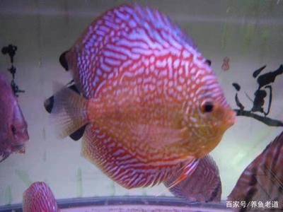 百萬魚的觀賞魚（孔雀魚的品種和特點） 水族周邊 第3張