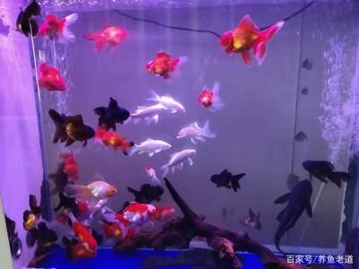 觀賞魚 蝴蝶鯉（蝴蝶鯉的養(yǎng)殖技巧）