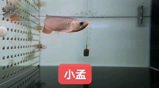 小孟（寬身版、大尾,又阝折口評(píng)論：寬身版、大鰭大尾） 觀賞魚論壇