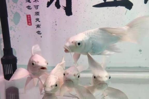 觀賞魚售賣稅怎么算（觀賞魚養(yǎng)殖與銷售的稅務(wù)籌劃） 丹頂錦鯉魚 第3張