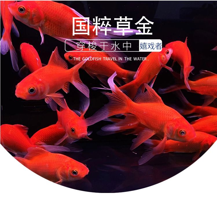 觀賞魚售賣稅怎么算（觀賞魚養(yǎng)殖與銷售的稅務(wù)籌劃） 丹頂錦鯉魚 第4張