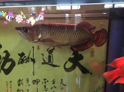 懷柔賣觀賞魚的地方有哪些（懷柔賣觀賞魚的地方）