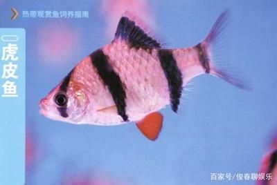 白色的大觀賞魚(yú)有哪些品種好養(yǎng)（關(guān)于白色大觀賞魚(yú)的知識(shí)） 印尼虎苗 第1張