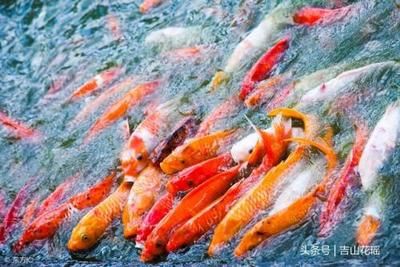 觀賞魚產業(yè)的發(fā)展前景如何呢（2023-2023-2029年中國觀賞魚行業(yè)發(fā)展動態(tài)及投資前景分析） 虎斑恐龍魚 第1張