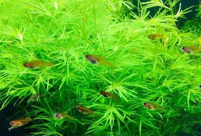 紅蟲喂養(yǎng)觀賞魚（如何正確處理紅蟲） 養(yǎng)魚的好處 第2張