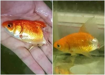 觀賞魚紅頭魚（全球觀賞魚文化探秘觀賞魚文化探秘觀賞魚文化探秘觀賞魚文化） 水族主題相關(guān) 第1張