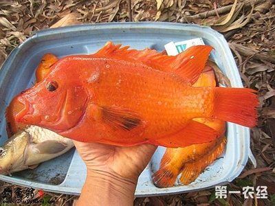 紅魔鬼魚（關(guān)于紅魔鬼魚的一些詳細(xì)介紹） 紅眼黃化幽靈火箭魚|皇家火箭魚 第2張