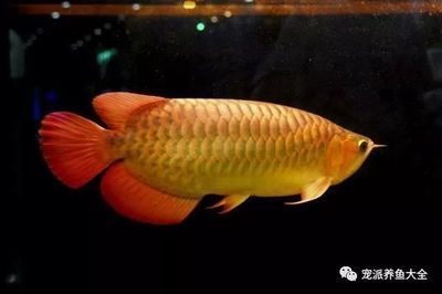 觀賞魚總是飄在上面什么原因（為什么觀賞魚總是飄在水面上）