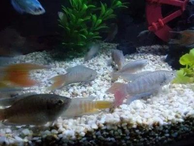 剛買回的觀賞魚可以喂食嗎？（剛買回的觀賞魚不宜立即喂食，觀賞魚不宜立即喂食） 細(xì)線銀版魚 第1張