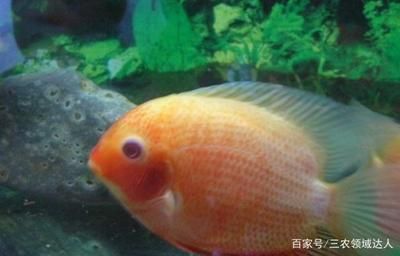 剛買回的觀賞魚可以喂食嗎？（剛買回的觀賞魚不宜立即喂食，觀賞魚不宜立即喂食） 細(xì)線銀版魚 第2張