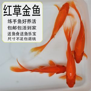 觀賞魚的魚食什么牌子的好（如何選擇觀賞魚飼料） 觀賞魚飼料 第2張