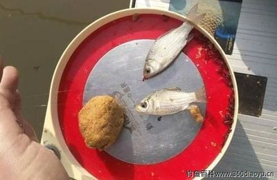 釣魚的魚餌能喂觀賞魚嗎（釣魚用的魚餌是否適合喂觀賞魚） 和尚魚 第1張