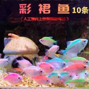 彩裙魚產(chǎn)卵是什么樣子的（彩裙魚的產(chǎn)卵過程） 元寶鳳凰魚專用魚糧 第1張