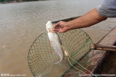 大白魚(yú)觀賞魚(yú)（關(guān)于大白魚(yú)觀賞魚(yú)養(yǎng)殖的一些基本知識(shí)） 麥肯斯銀版魚(yú) 第4張